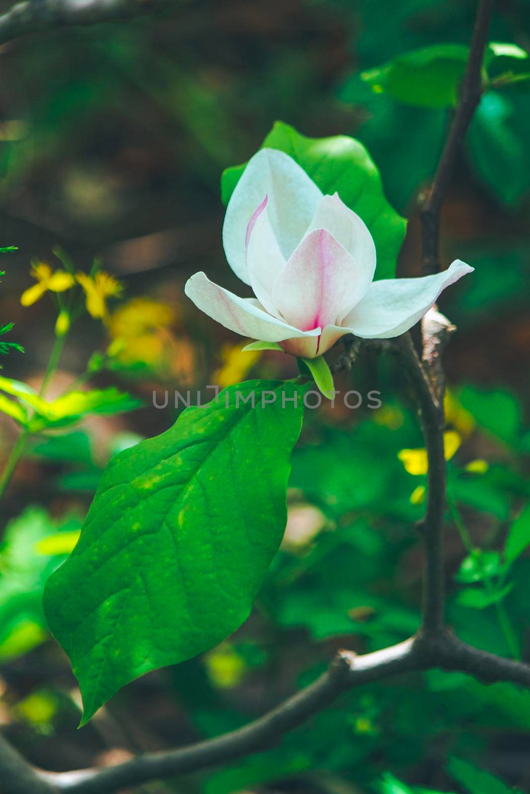 Beautiful white and pink flower in the rays of the summer sun by grekoni