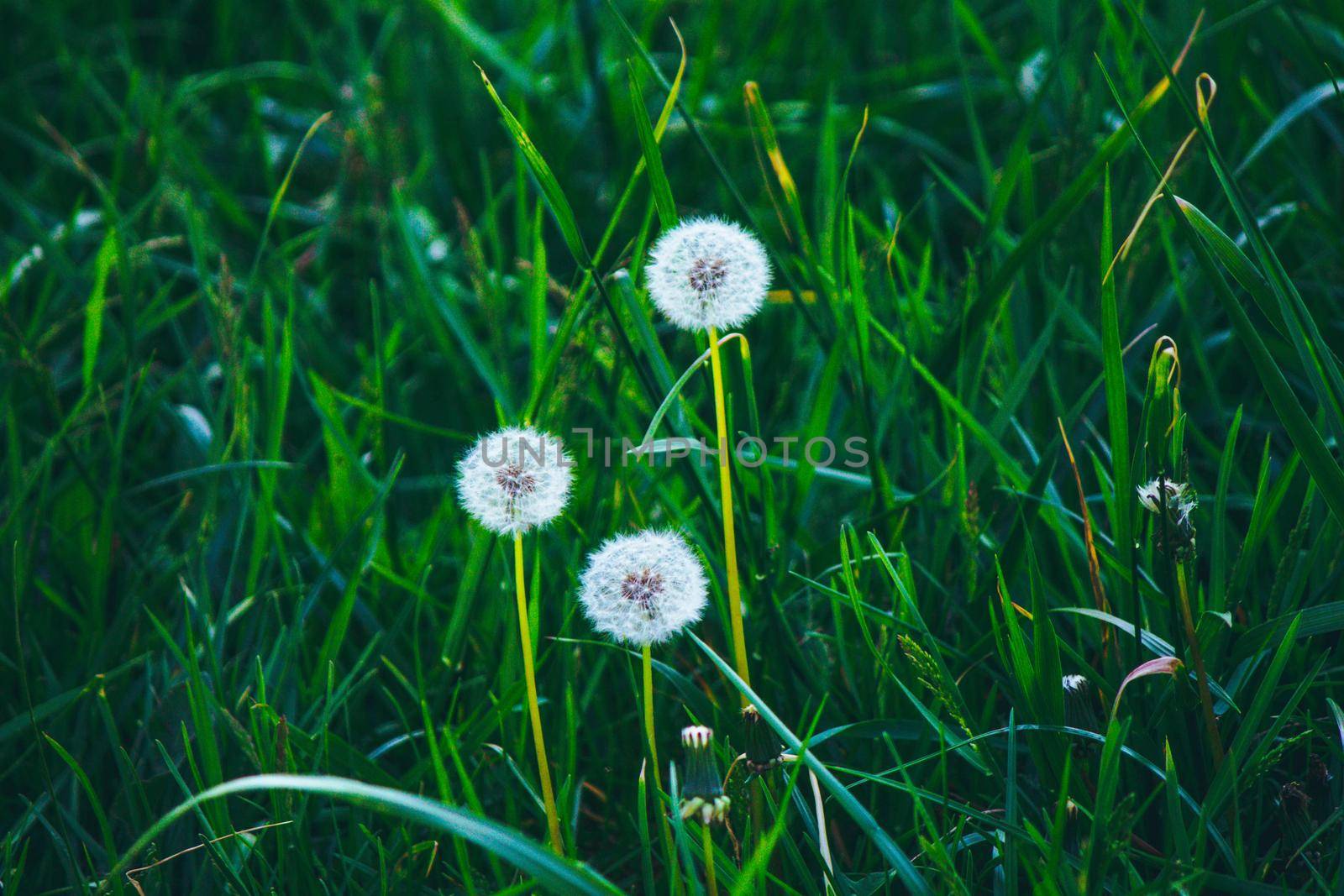 Three fluffy dandelions on a background of green grass by grekoni