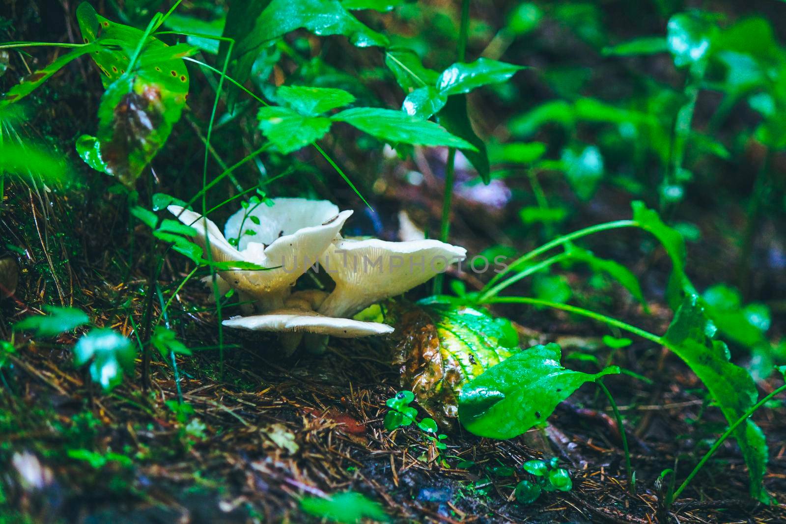 Several small mushrooms with a wide white cap grow under the stems of grass in the forest. High quality photo