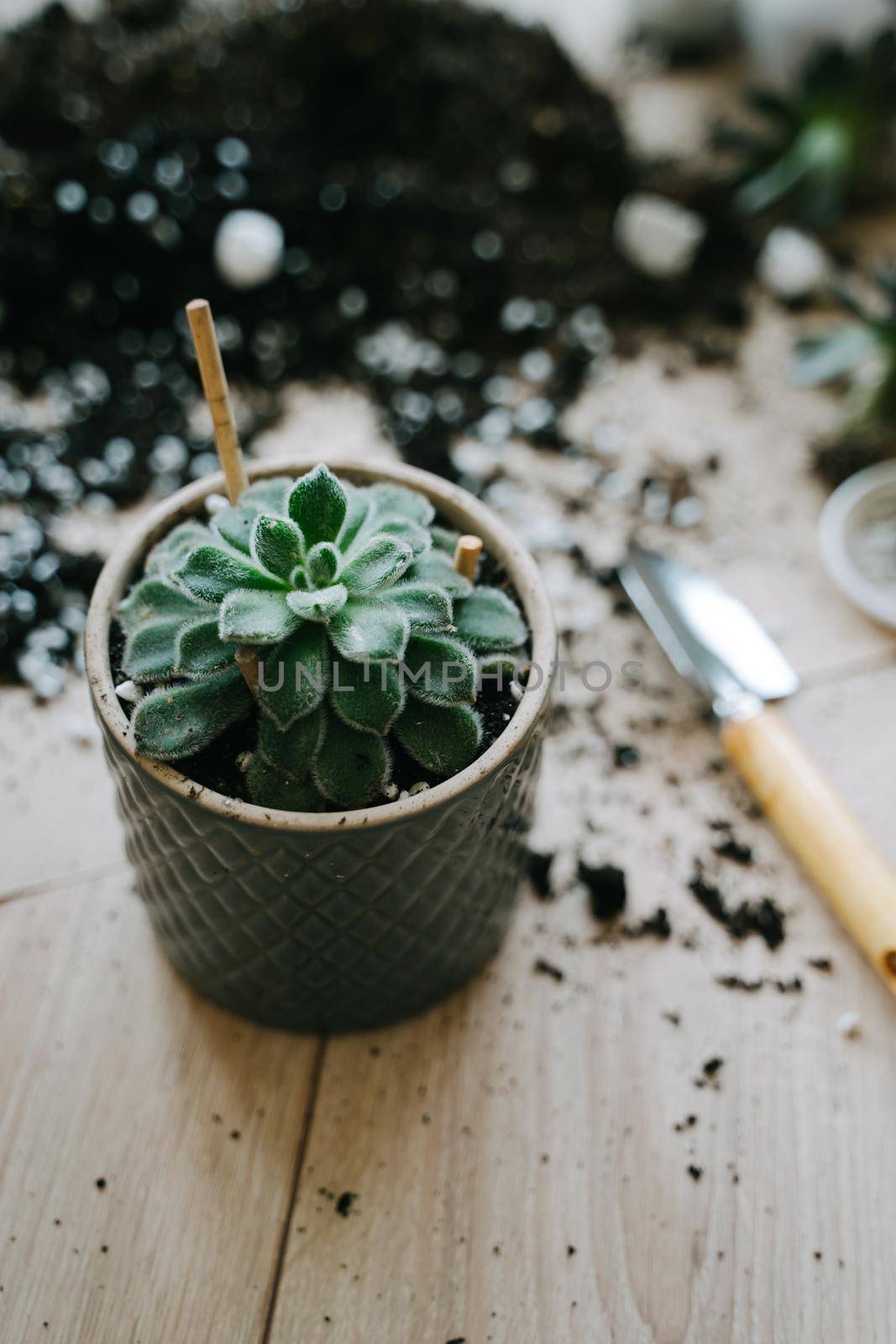 Transplanting a plant into a gray ceramic pot. The succulent is planted in a pot. A spatula with soil for a houseplant lies on the floor. Vertical photo.