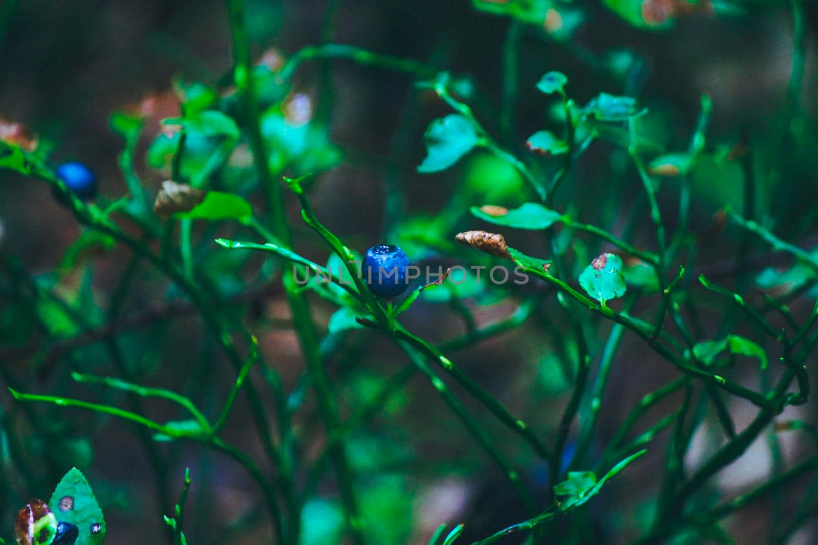 Blueberries on a bush in rich juicy colors . High quality photo