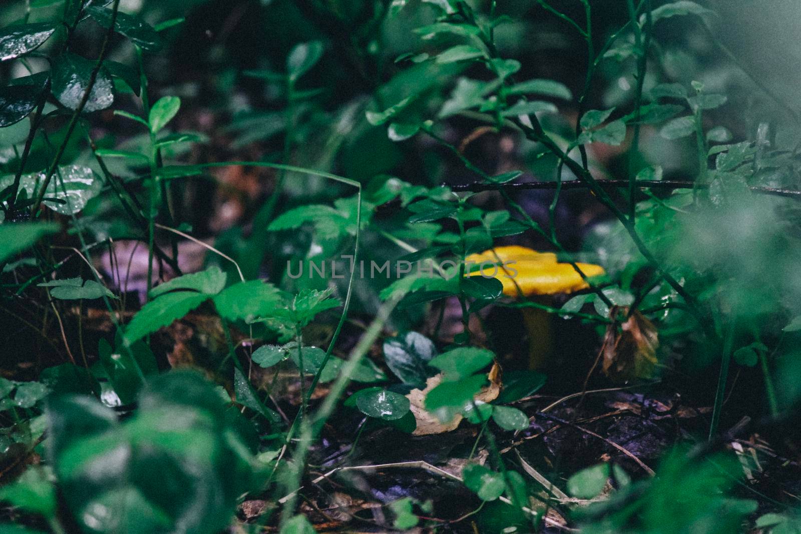 Small chanterelle mushroom with an orange cap growing between the stems of the grass . High quality photo