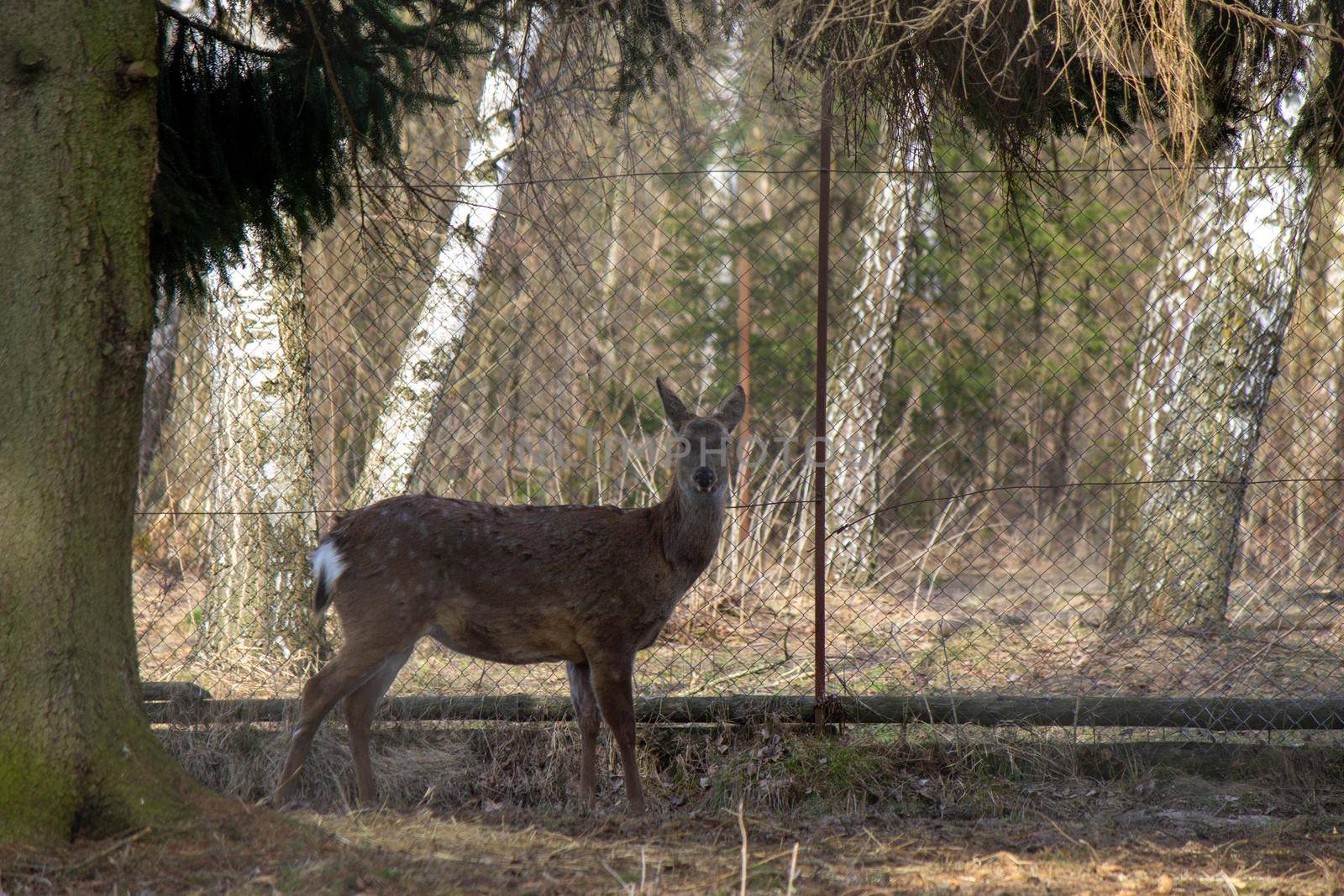 A small roe deer stands under a tree against the backdrop of a mesh fence by grekoni