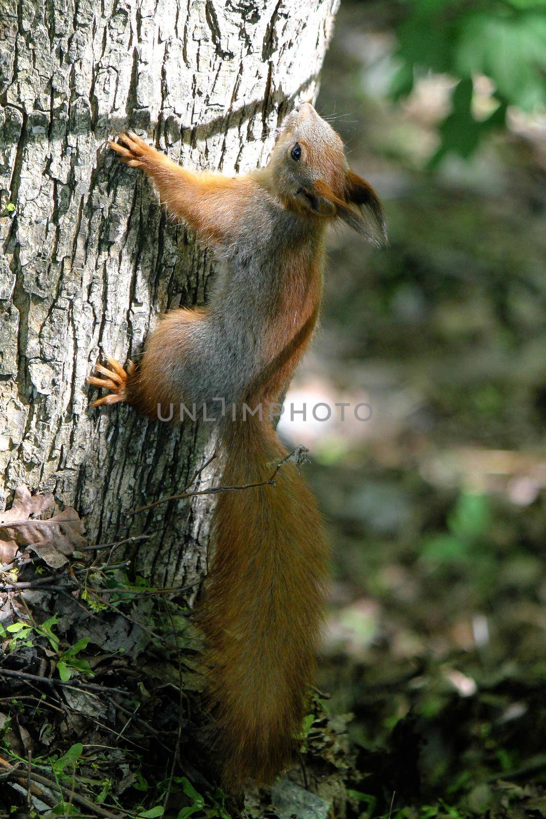Red squirrel climbs a tree on a summer day in the sun. High quality photo