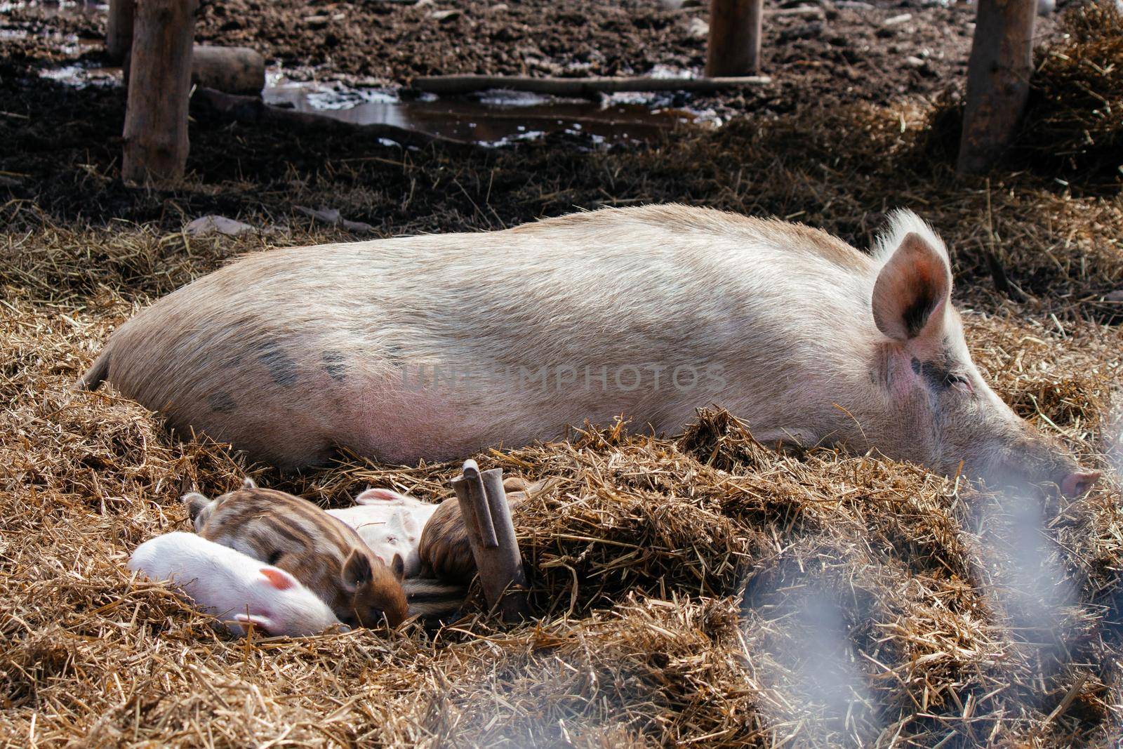 Little pink piglets lie in the hay next to the big mother pig. High quality photo