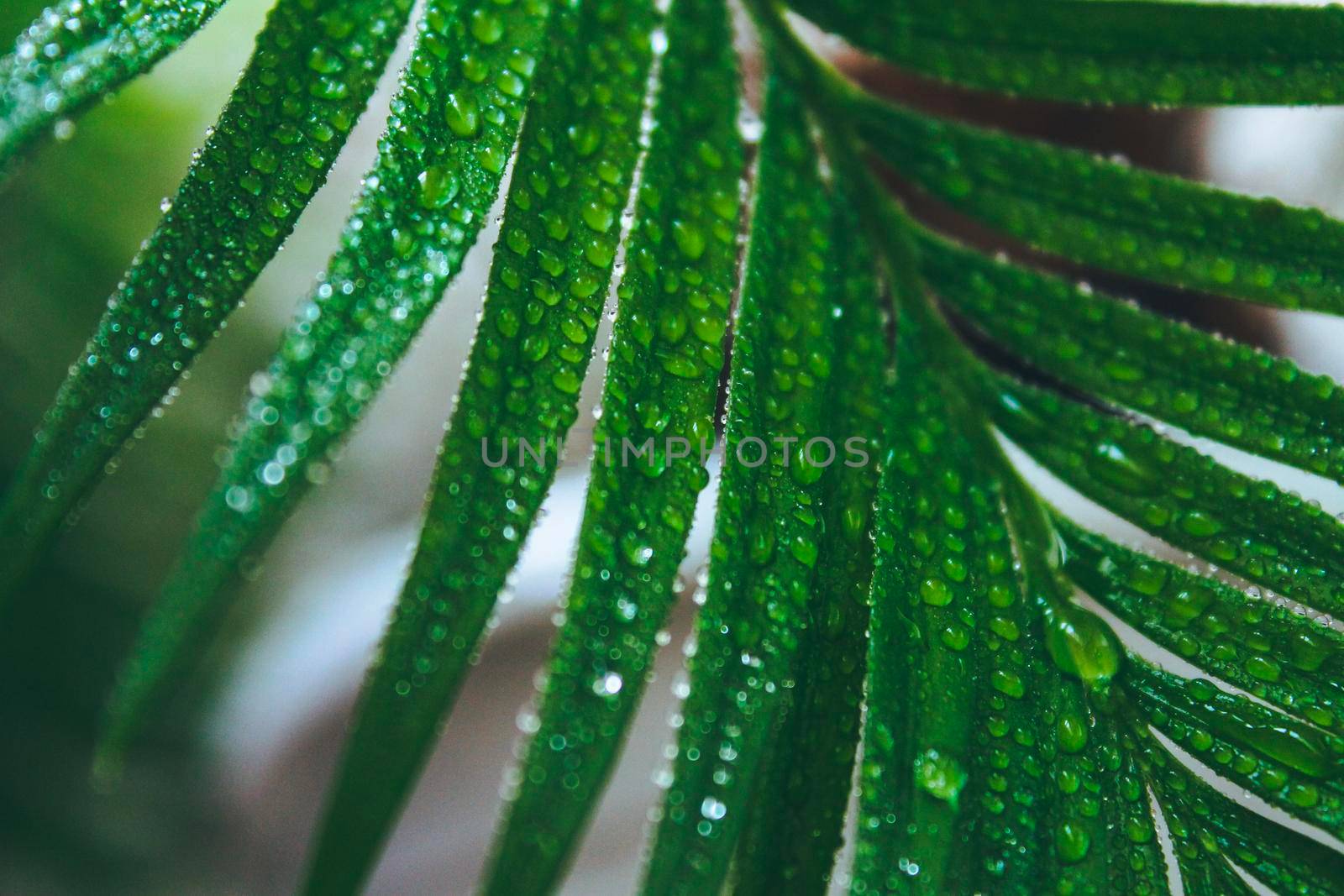 Deep green cycas leaves, shot close-up with water drops . Macro high quality photo