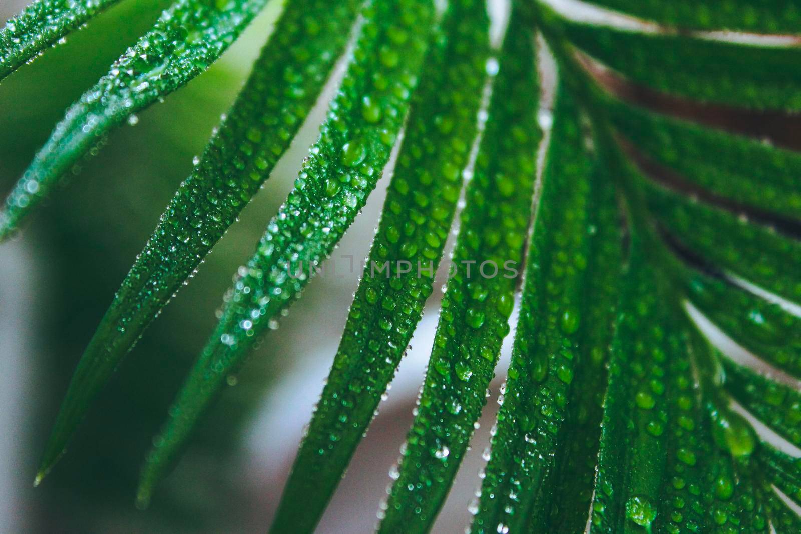 Deep green cycas leaves, shot close-up with water drops . Macro high quality photo