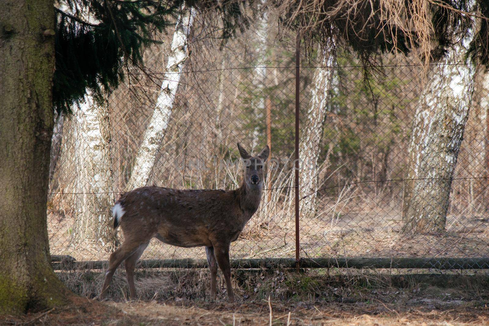 A small roe deer stands under a tree against the backdrop of a mesh fence by grekoni