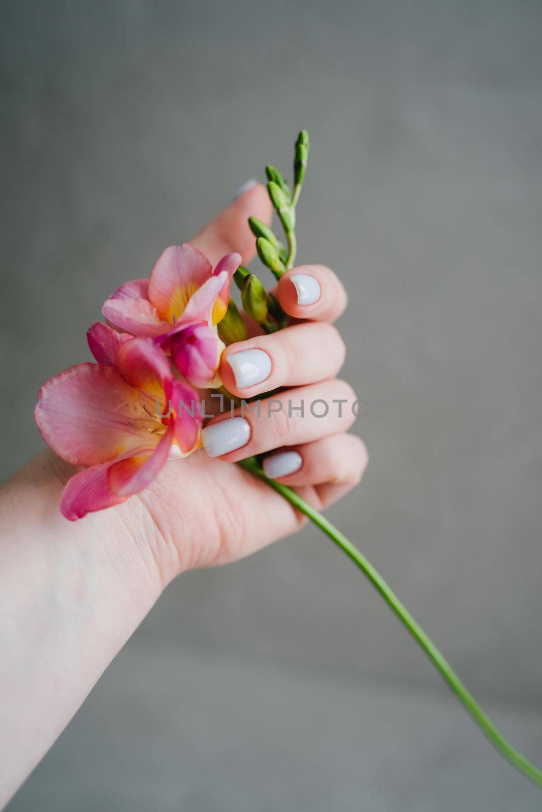 A woman's hand with shellac. Delicate blue manicure. Pink freesia in his hand. Vertical photo.