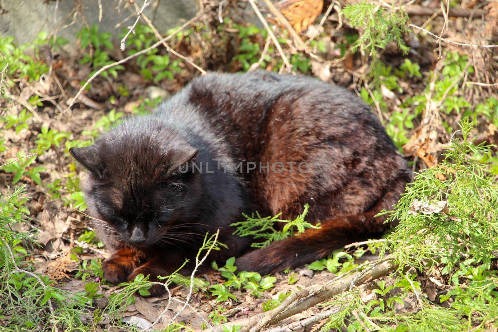 Black-brown cat lies on green grass in the rays of the spring sun. High quality photo
