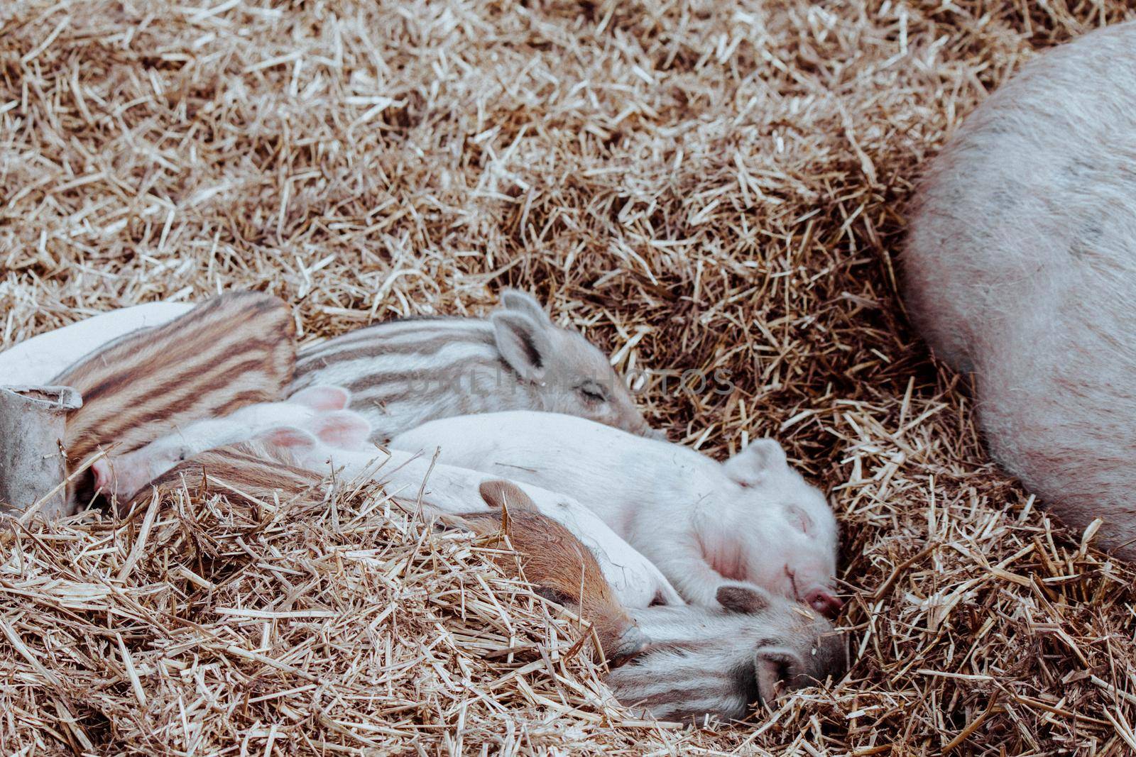 Little pink pigs lie next to the hay. High quality photo