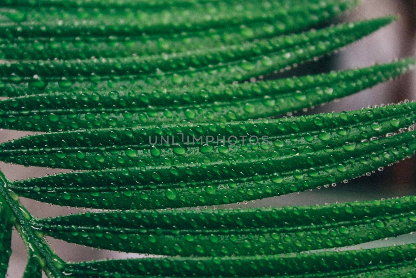 Deep green cycas leaves, shot close-up with water drops macro by grekoni