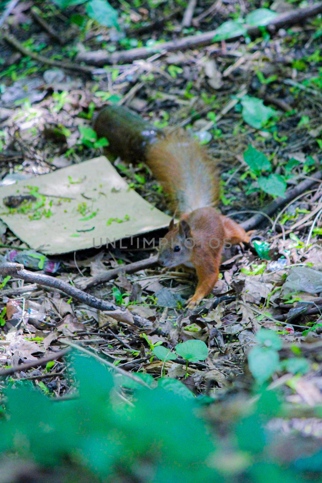 Red squirrel runs on the ground among leaves and grass. High quality photo