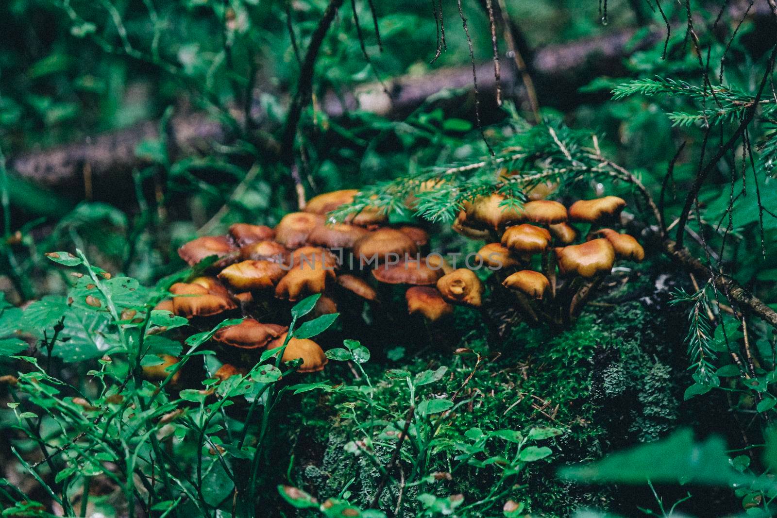 Small red-headed mushrooms growing in a group on a stump in moss . High quality photo