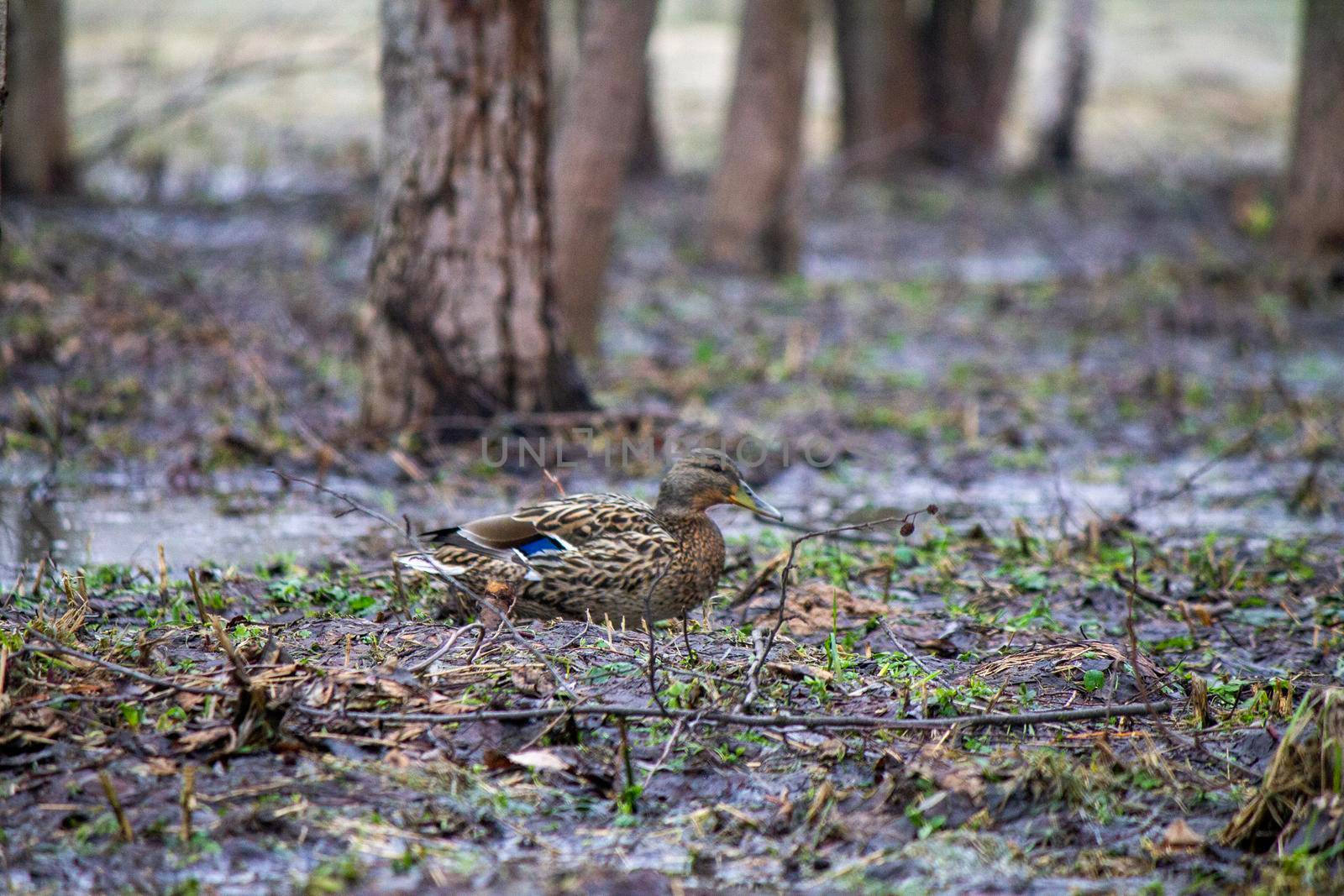 Brown duck walks through marshland in early spring. High quality photo