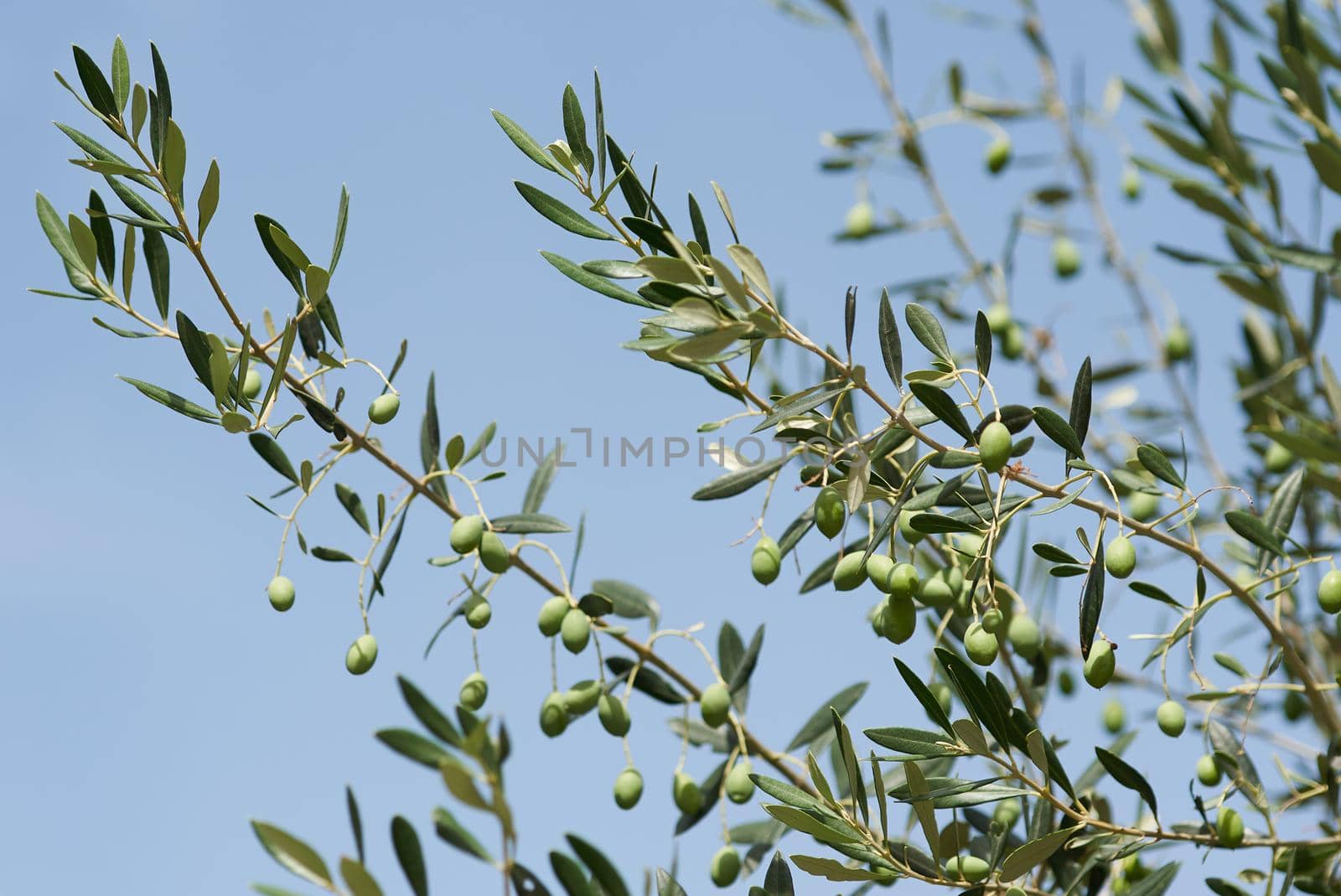 Olive tree branches with green olives on blue sky background.