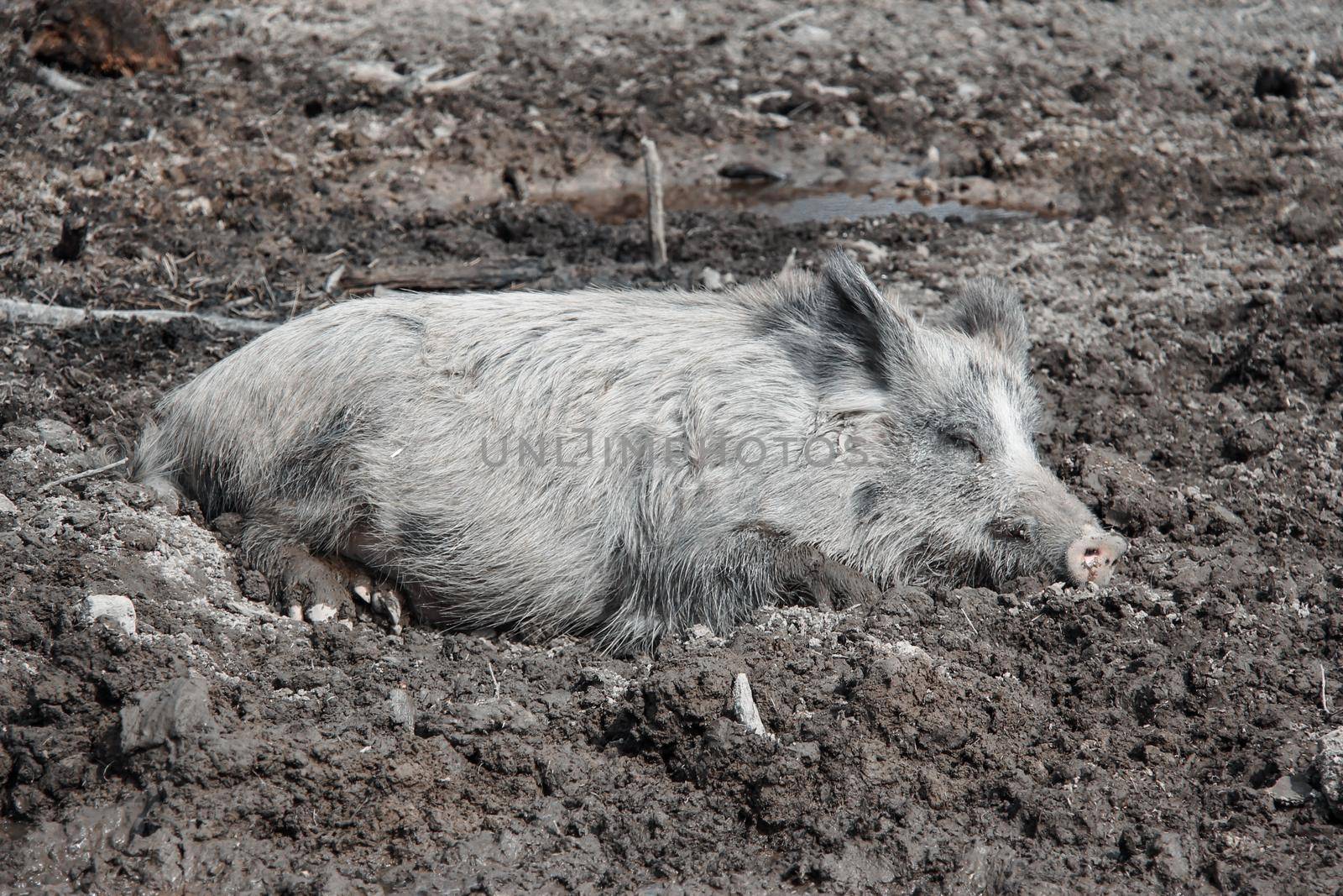 A gray wild boar lies lazily in the mud by grekoni