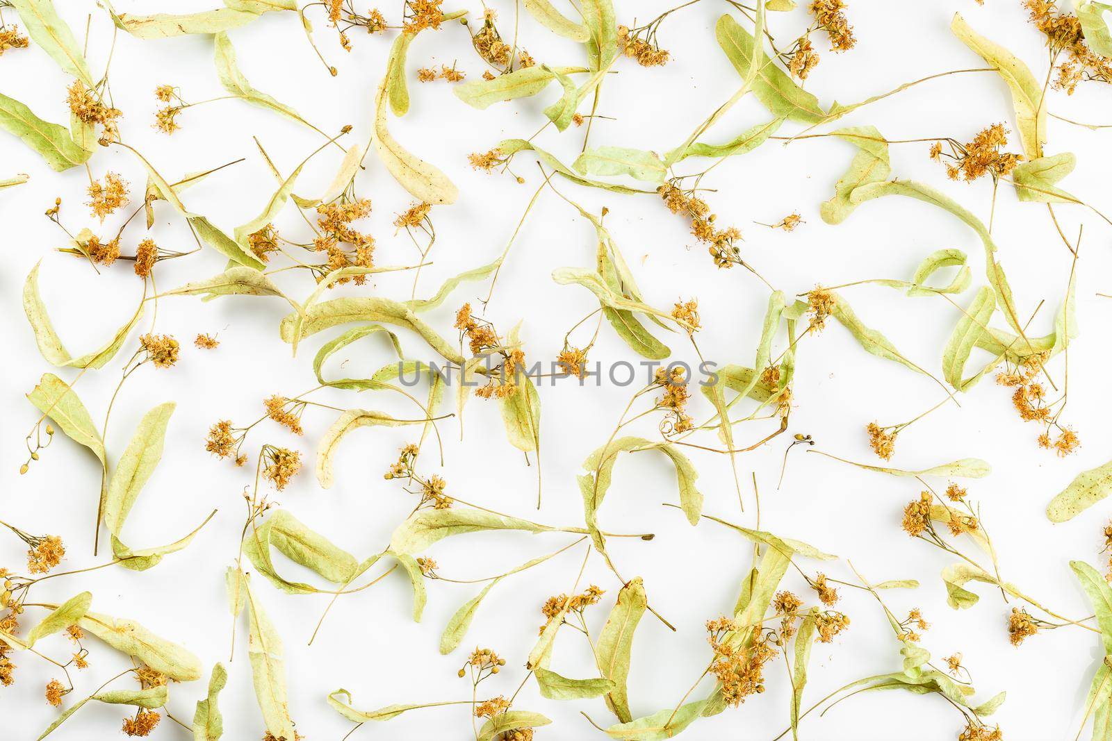 Dried linden tea flowers scattered on the white background. Alternative herbal medicine 