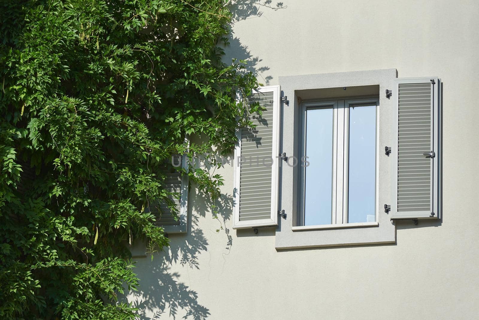 Gray plastic window shutters on a residential building with climbing plant.