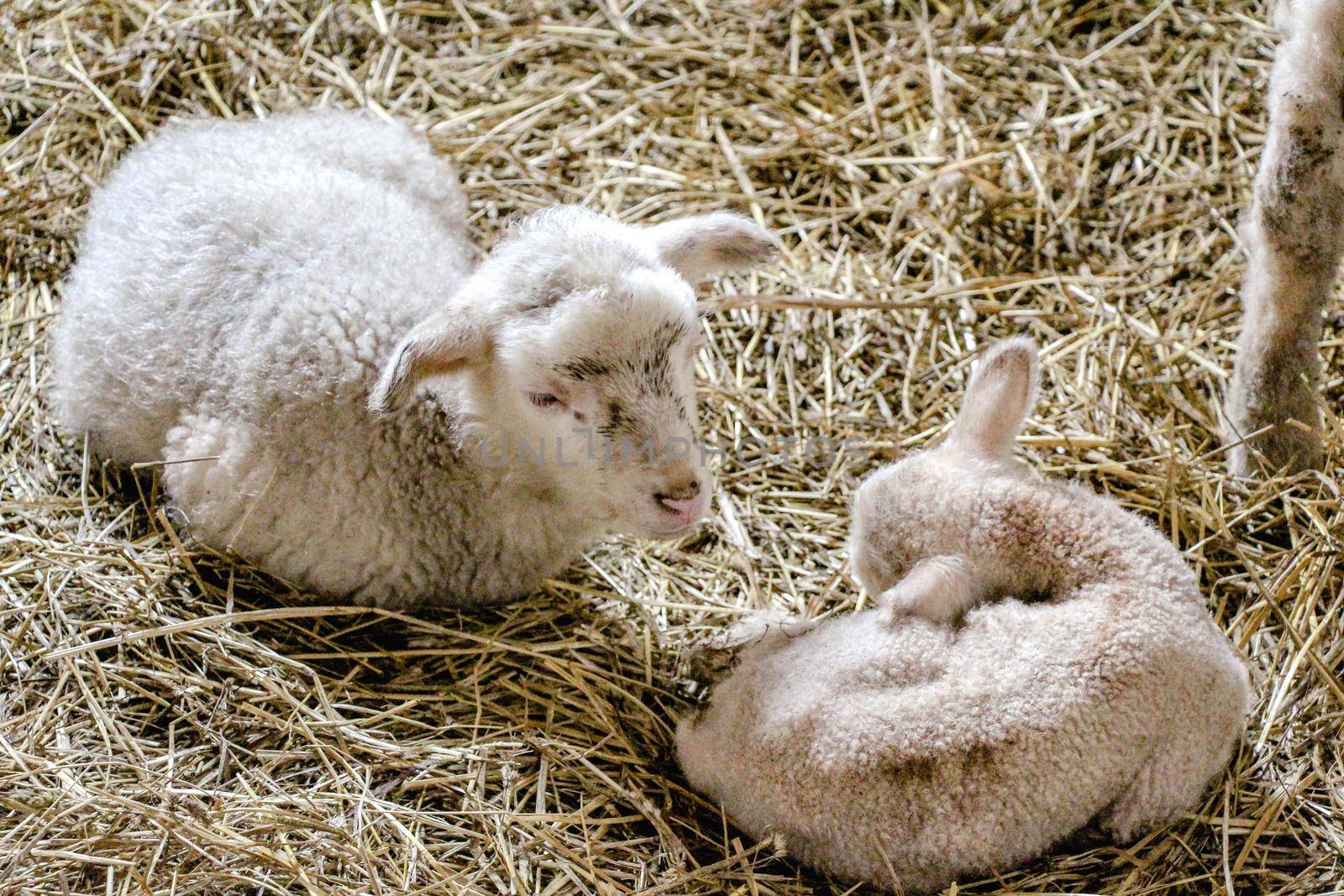 Two lambs are sitting in the hay huddled together. High quality photo