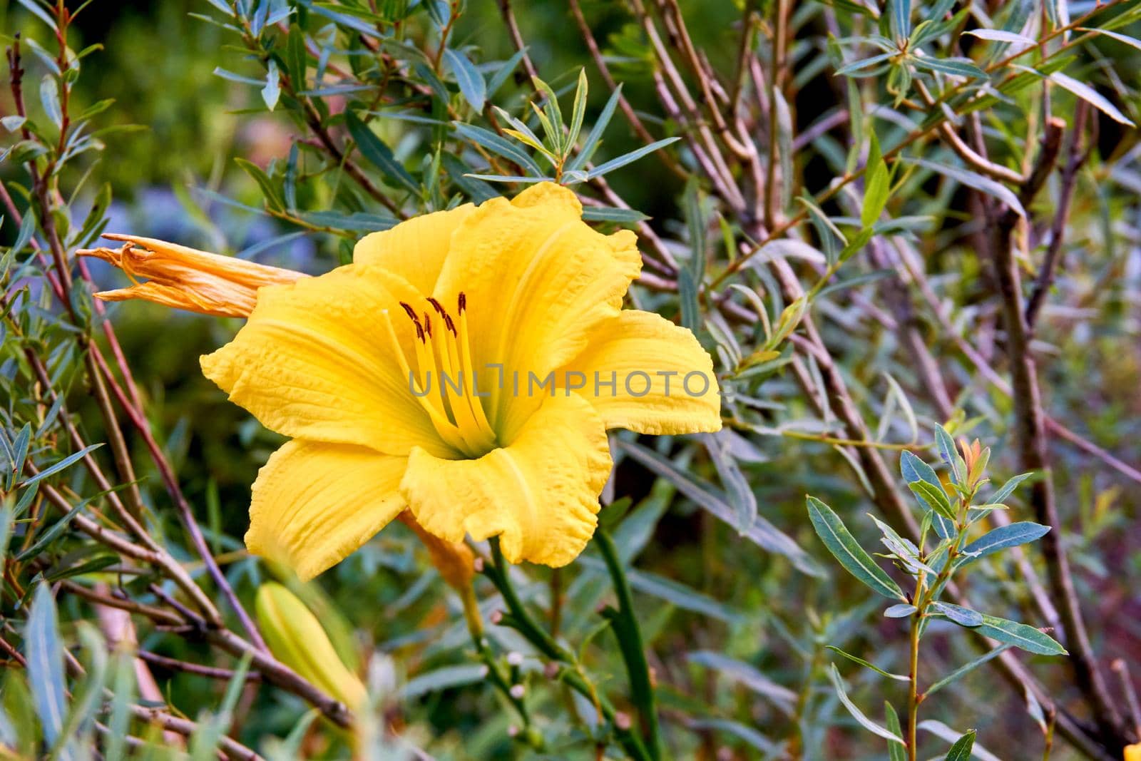 Yellow gladiolus morning gold on the background of green vegetation by jovani68