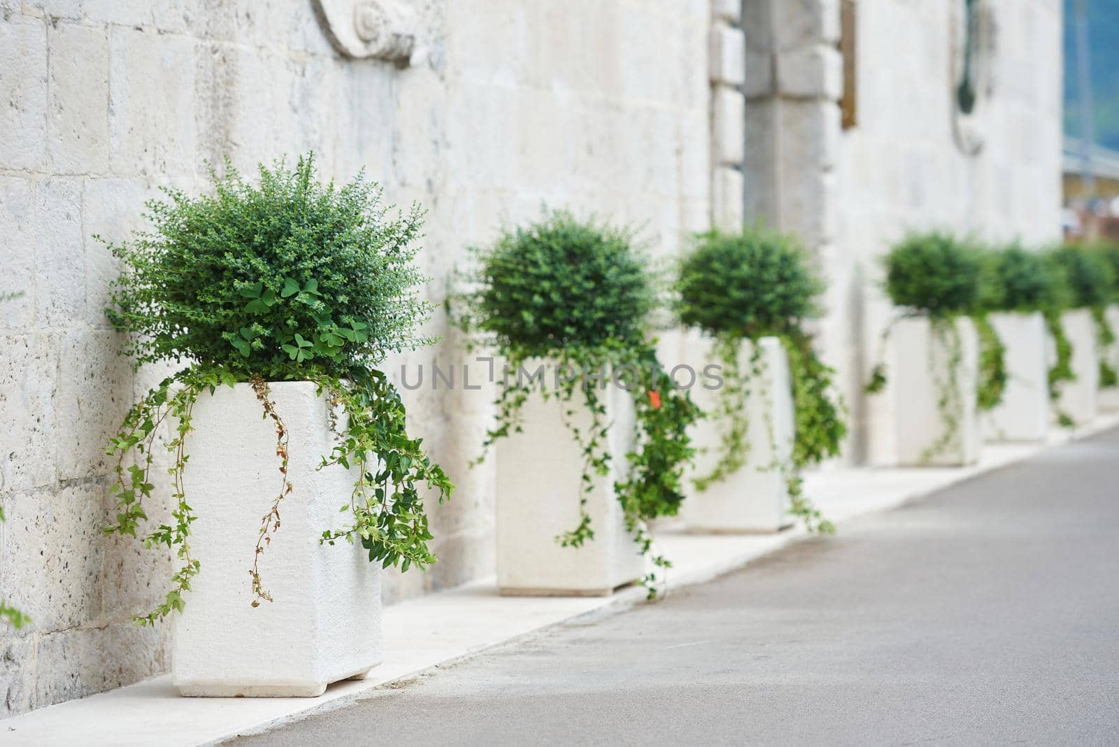 Row of potted bushes near the wall of the building.