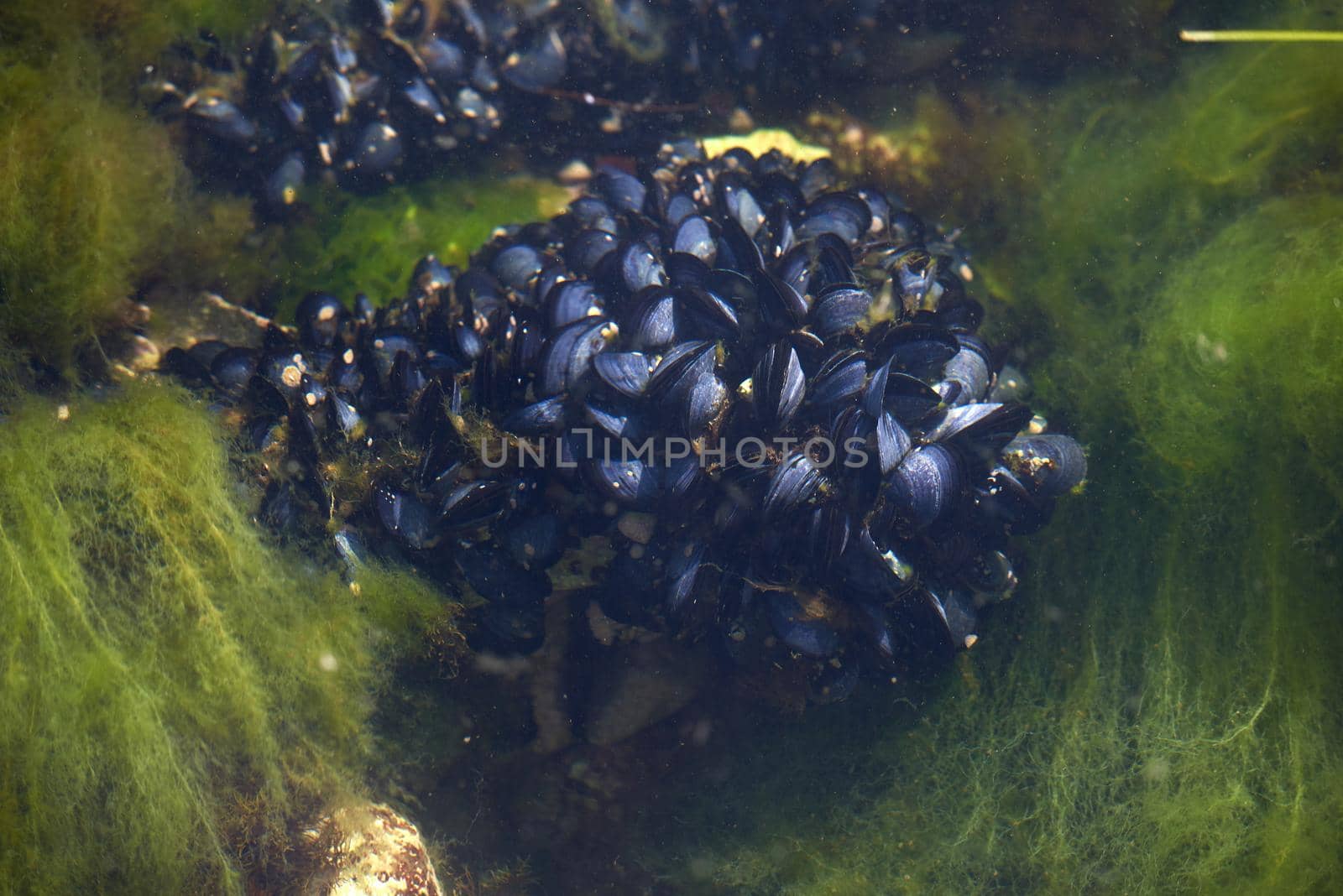 A group of mussels grows in the water of the adriatic sea.