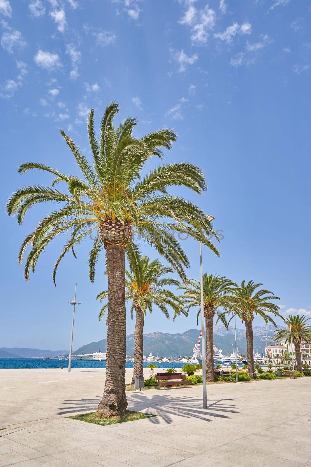 Embankment in Tivat, Montenegro with tall palm trees against the blue sky.