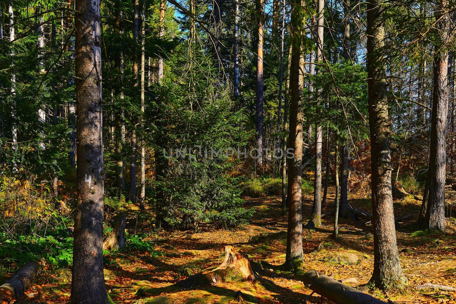 a large area covered chiefly with trees and undergrowth