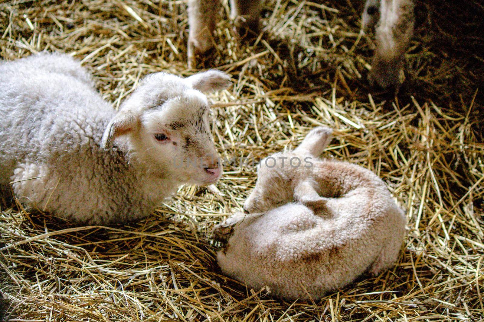 Two lambs are sitting in the hay huddled together by grekoni