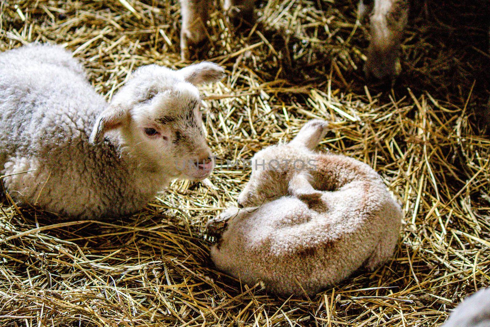 Two lambs are sitting in the hay huddled together. High quality photo