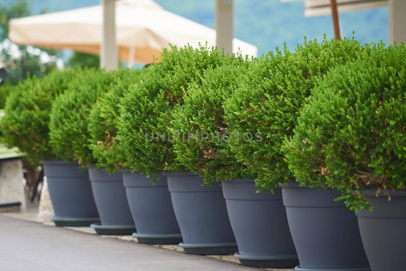 Boxwood bushes in hedge pots in a street restaurant.