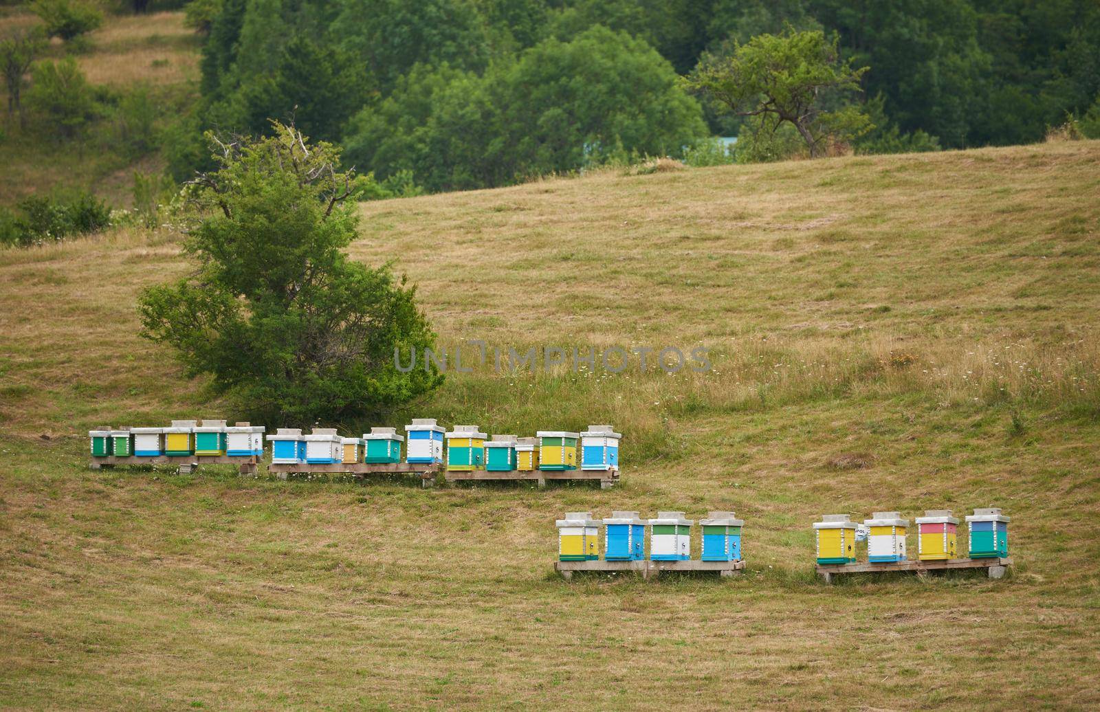 Bee hives on green grass in a field in Europe by iceberg