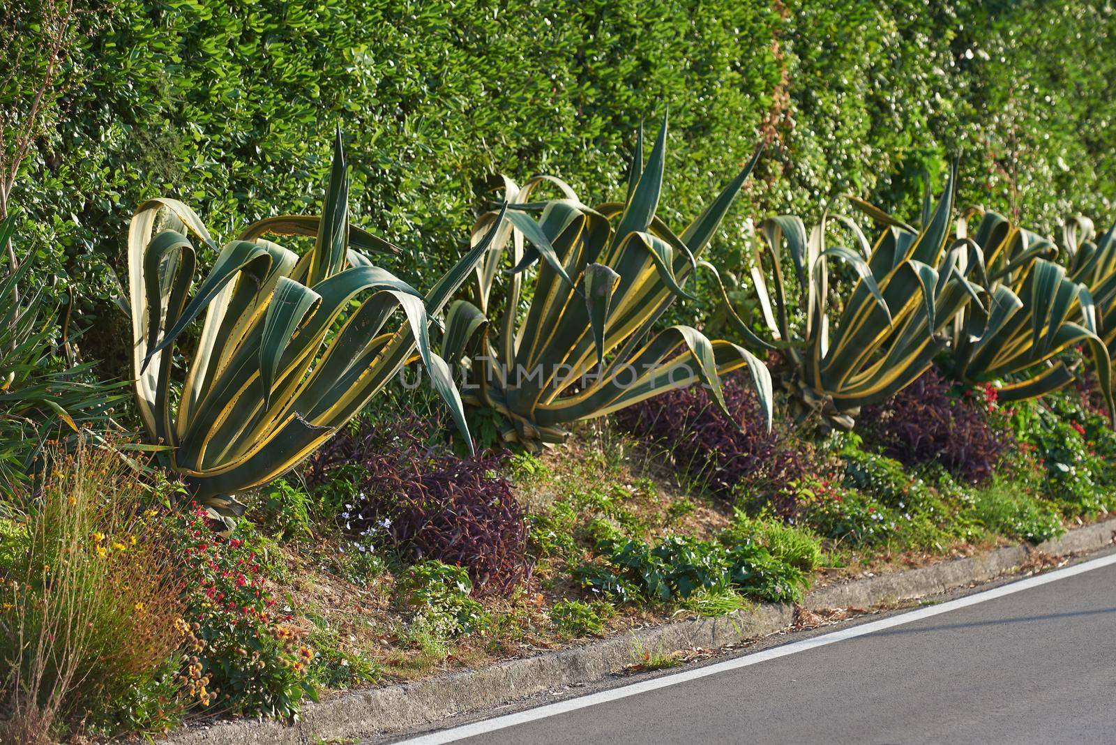 Large aloe grows along the road in Montenegro.