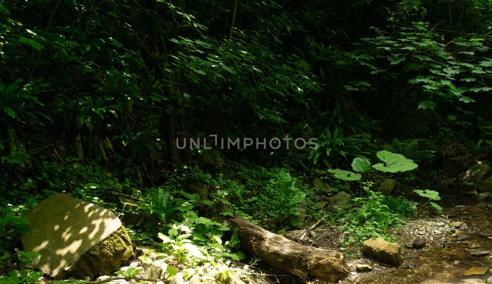 Moss-covered tree in a green forest. Berendeyevo Tsarstvo, Sochi, Russia.