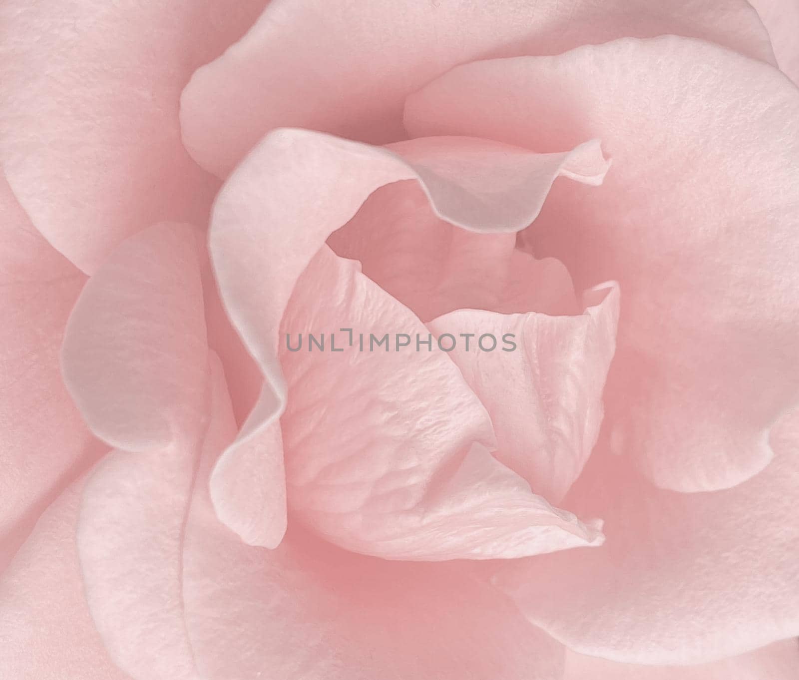 Detail of rose petal pink sweet for background image. Delicate pink rose flower close up, macro detail, flower petals.