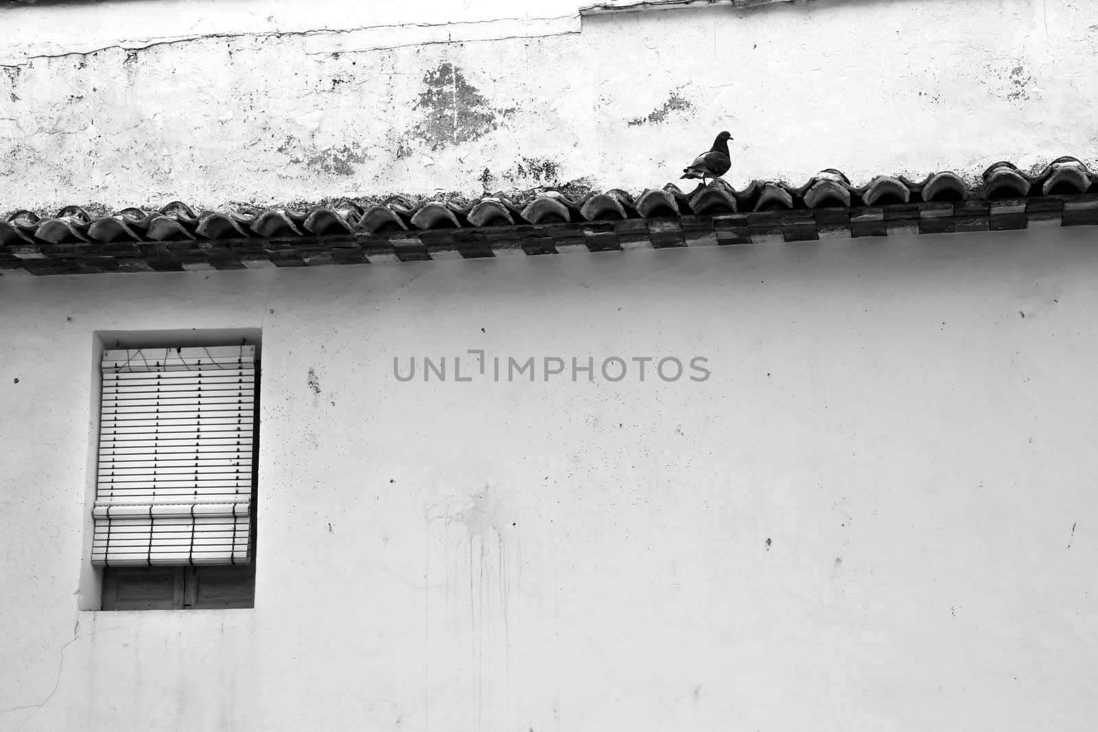 Lonely pigeon on a roof ledge next to window