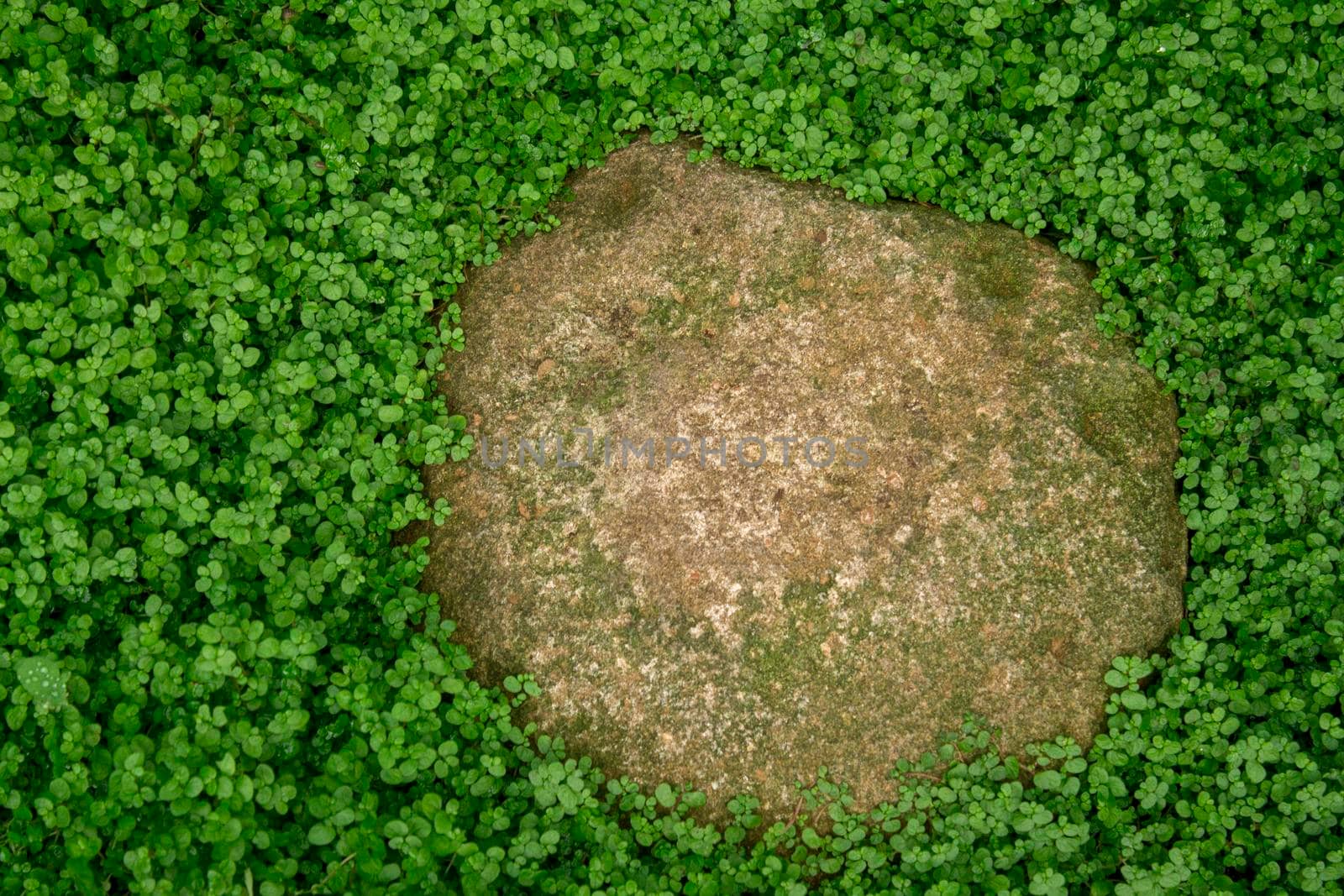 Natural green moss background. Top view. Copy space. Biophilic design. Organic, wild nature concept. Banner by Hitachin
