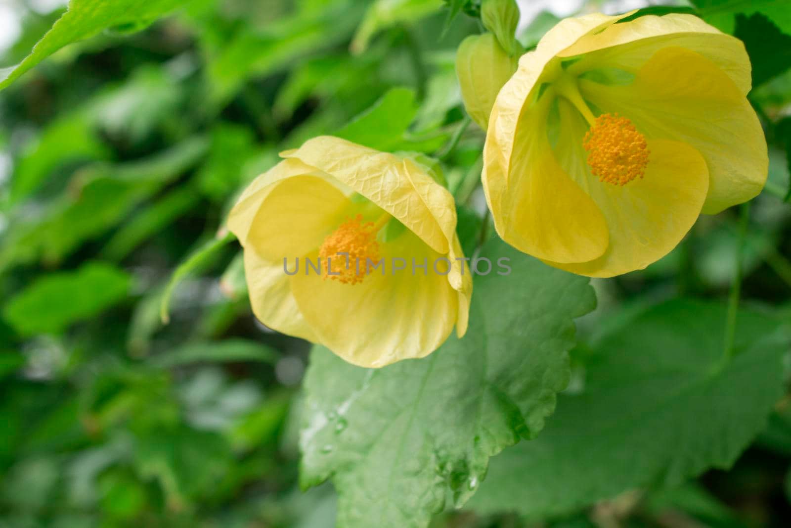 Bright yellow flower bloom from the plant Abutilon X Hybridum also known as Canary Bird by Hitachin