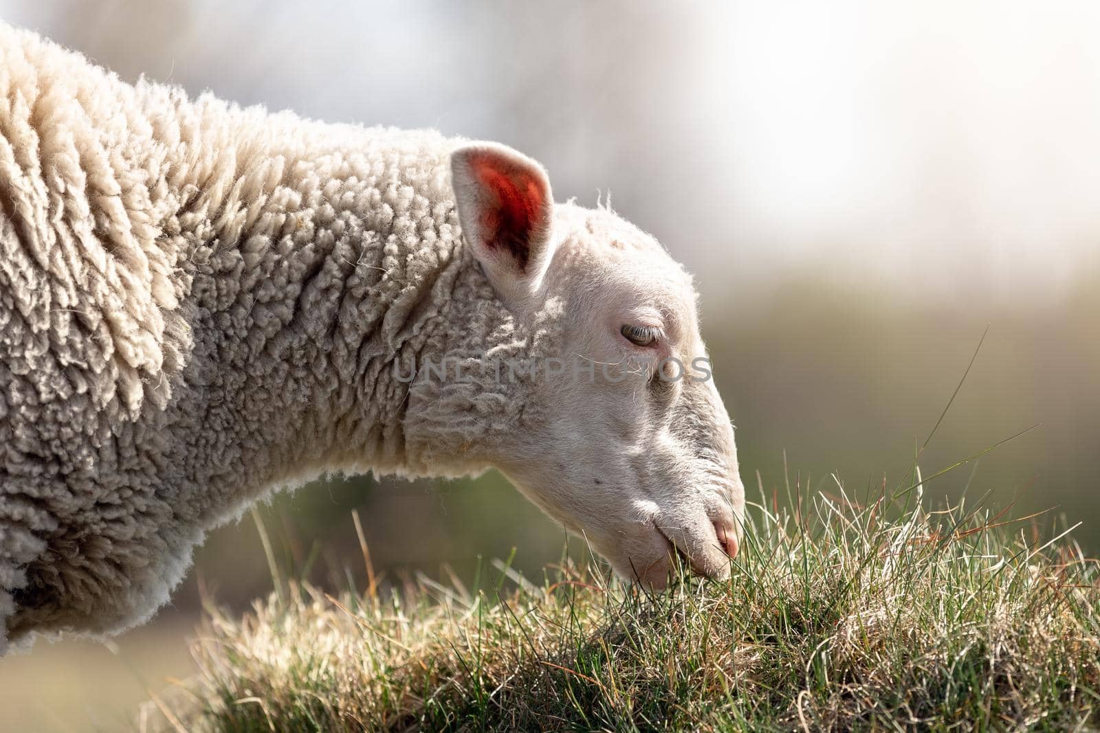 A detailed, low angle photo of a sheep eating grass. Blurred and smooth natural background.