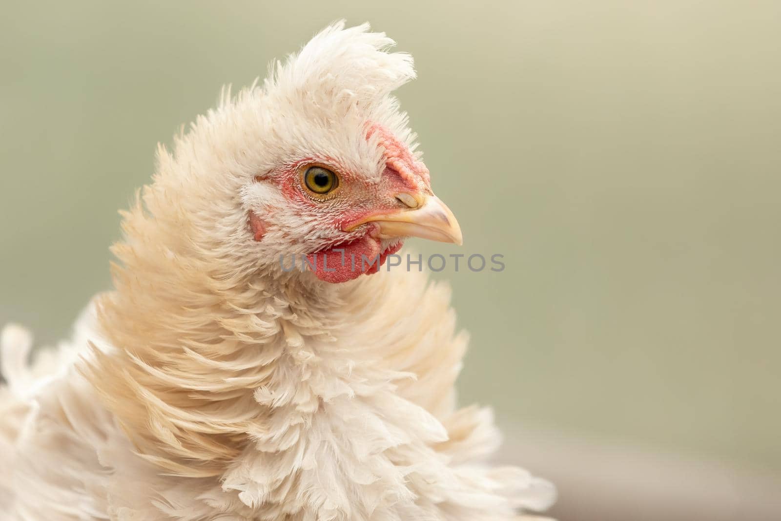 Horizontal portrait, of creamy white colour chicken with a fluffy tuft, in a light green blurred background.