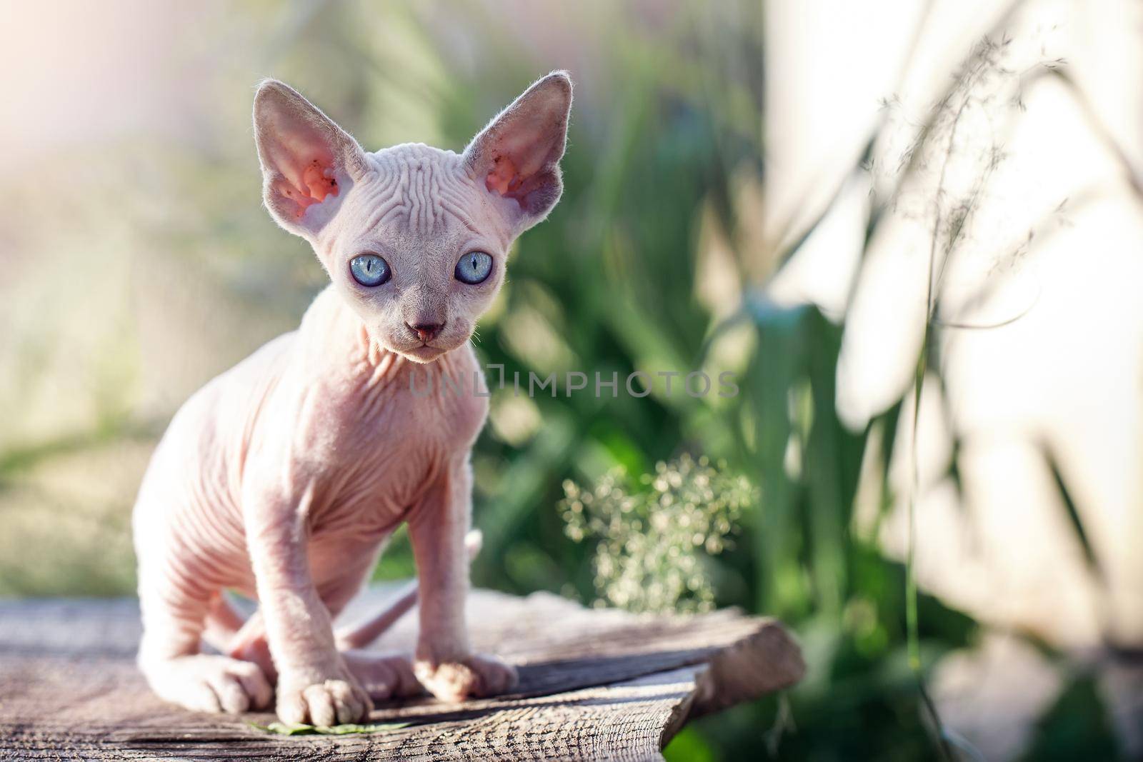 Lovely Canadian sphynx cat sits on a plank in the garden. A naked kitten posing and looking at camera in sunlit yard. Concept, pet love, animal life, cats breeding, enjoy freedom