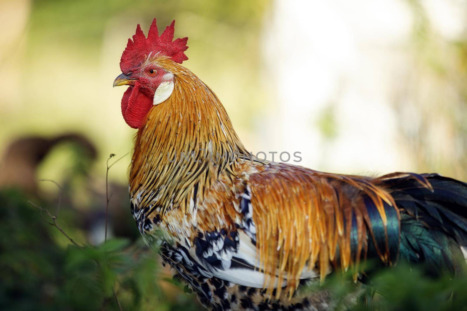 Orange rooster close to the camera with a light green background