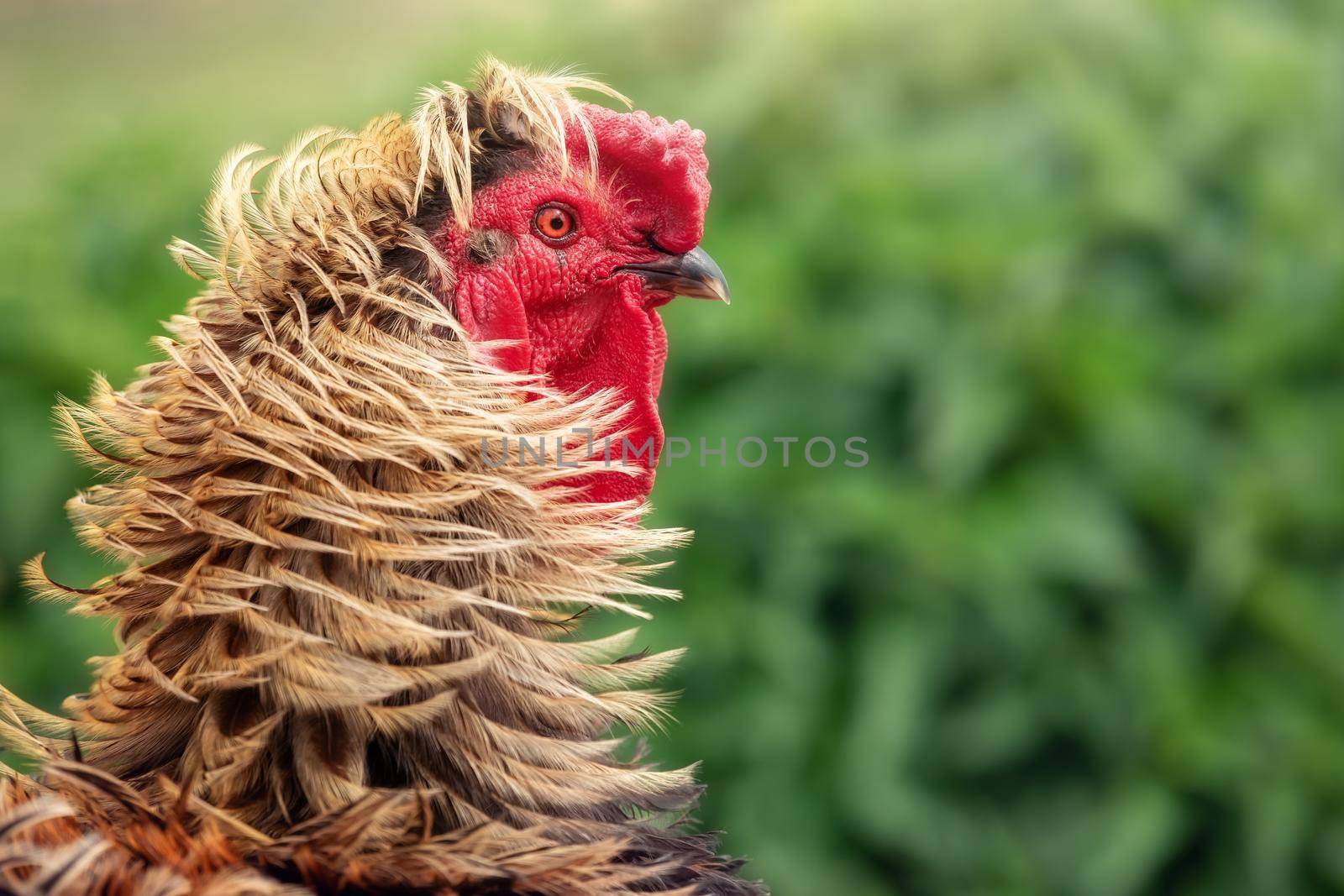 Macro portrait of a rooster, clearly visible facial details, eye and amazing golden feathers