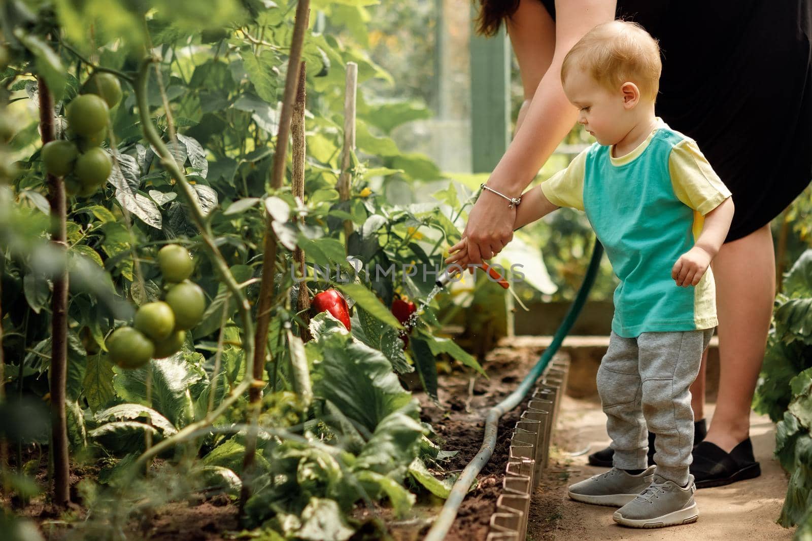 Woman gardener and son watering greenhouse plants by Lincikas