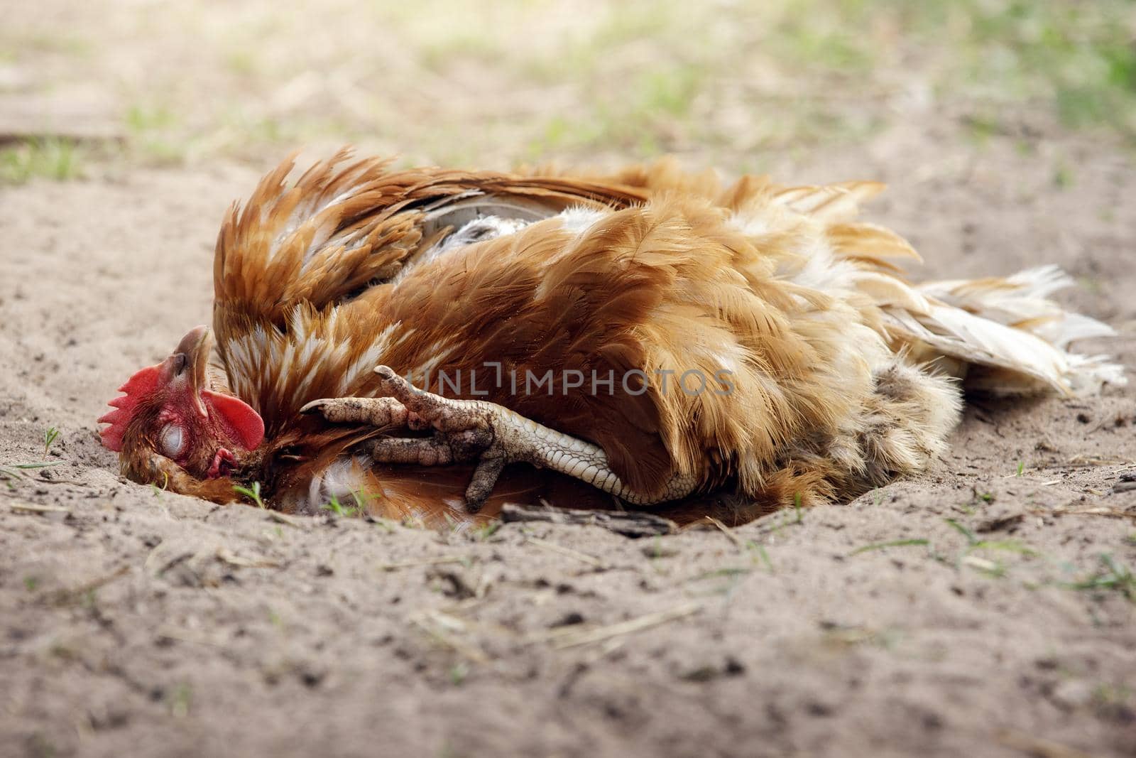 Brown hen with raised leg, lying on back with eyes closed, basking in the sun and enjoying a sand bath