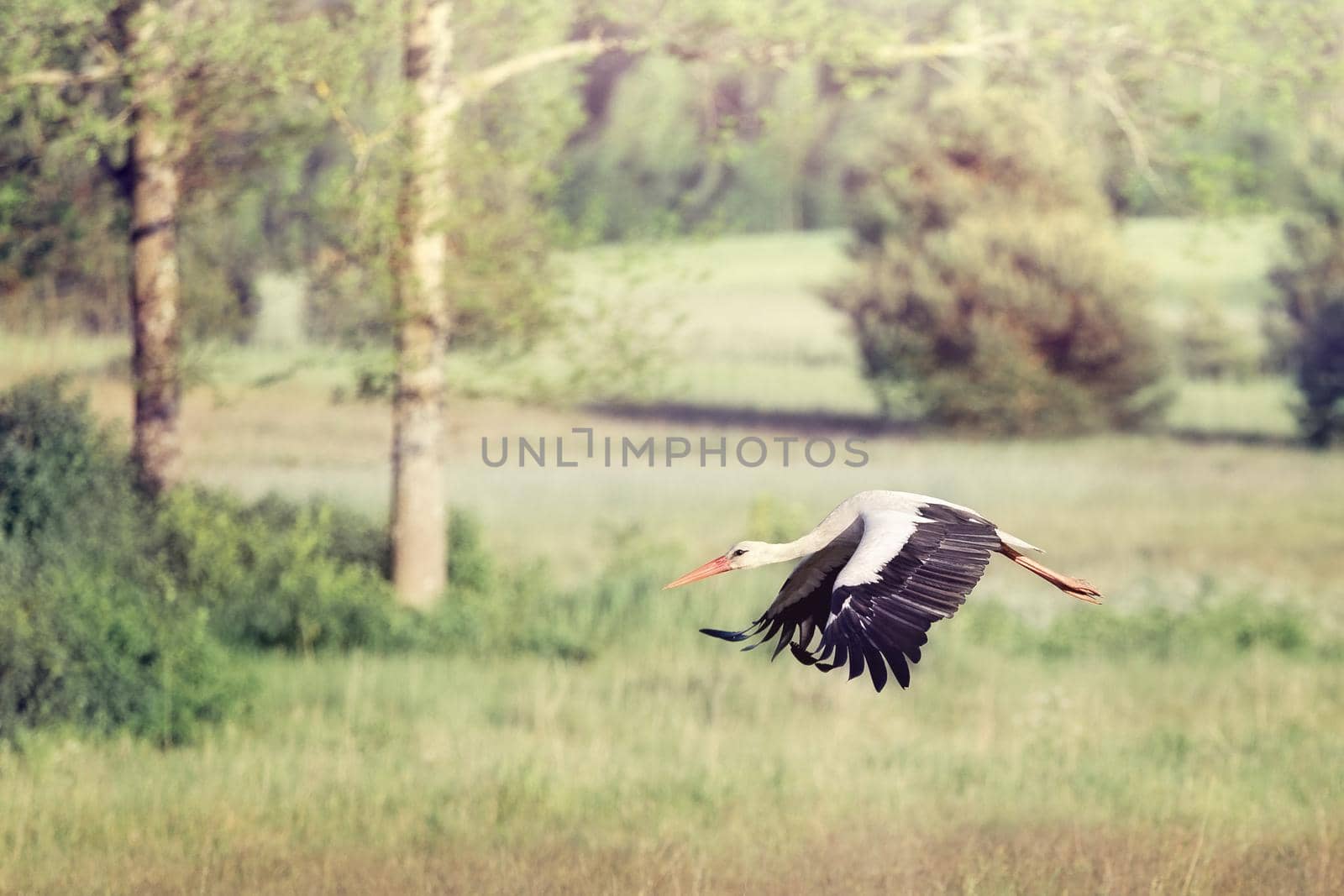 A wonderful stork descends elegantly in a meadow near the forest