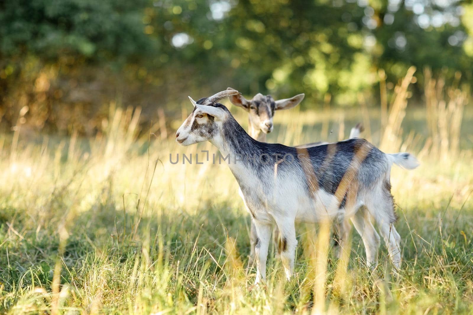 A young grey goat with with a white belly stands in a golden meadow of evening light. Free-range, happy pets, organic rural dairy farming.