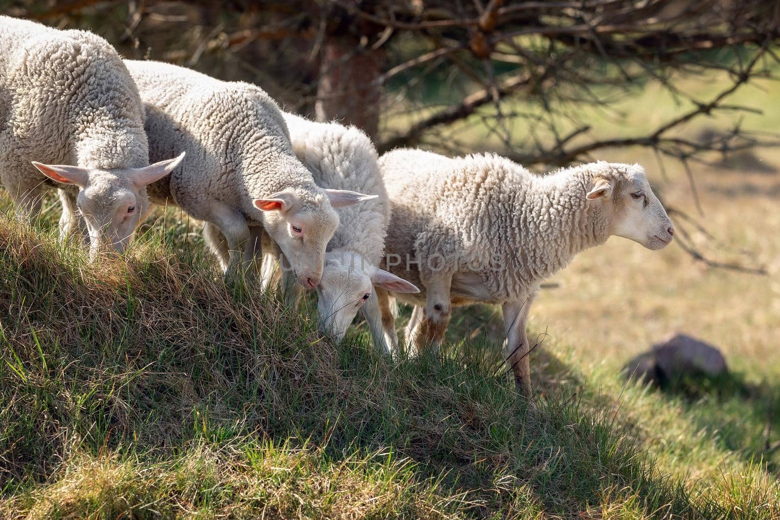 On a hot and dry summer day, four sheep descend a hill while eating dried grass.