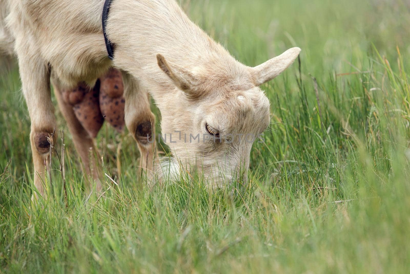 Beige goat grazes in a green meadow. Free-range goat grazing on a small rural organic dairy farm.